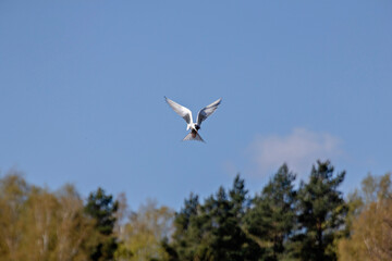 seagull in flight