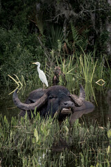 Water Buffalo Swimming