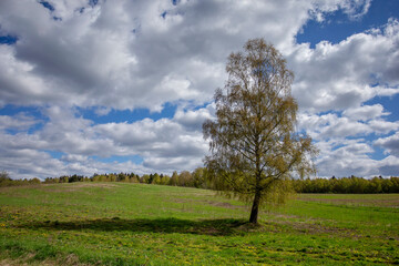 Fototapeta na wymiar tree on a meadow
