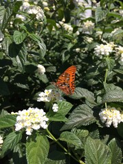 Borboleta nas flores