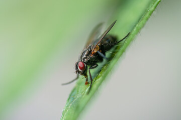 The Lucilia fly is a genus of blow flies, in the family Calliphoridae on a green leaf