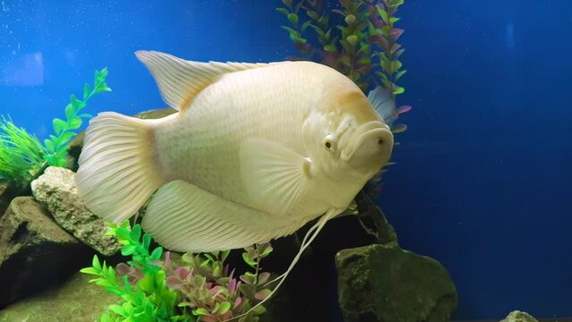 Closeup beautiful white freshwater fish Osphronemus goramy swims in blue water. Underwater, selective focus, motion blur.