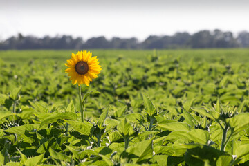 Solitary blooming sunflower in a field of non-flowering sunflowers