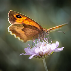 Magnifique papillon sur une fleur au printemps