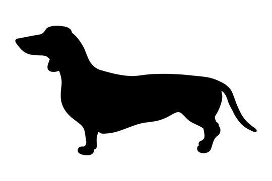 Dachshund Dog silhouette isolated on white background. Vector illustration
