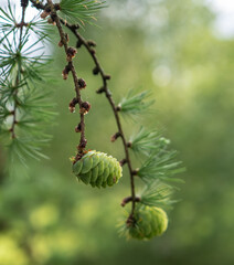 Green cone in the forest