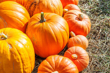 Natural autumn fall view pumpkin on eco farm background. Inspirational october or september wallpaper. Change of seasons, ripe organic food concept. Halloween party Thanksgiving day
