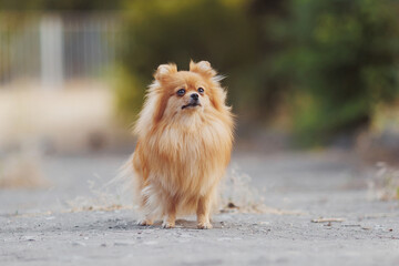 The dog breed pomeranian spitz