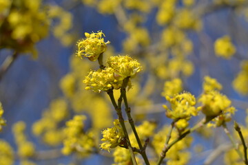yellow flowers in spring
