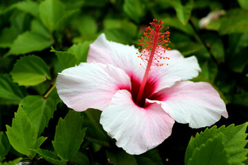 Pink and White Hibiskus Flower © Eichlerine