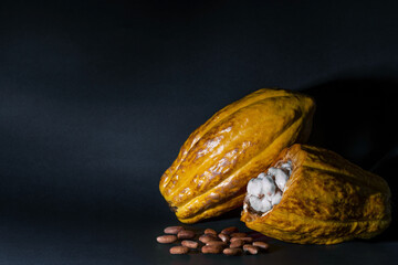 Fine aroma arriba nacional cacao (Theobroma cacao) fruit, Ecuador, South America.