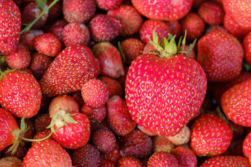 fresh scattered juicy ripe red strawberries close-up
