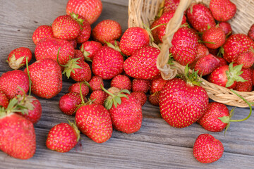 wicker basket and scattered ripe red strawberries on a wooden table