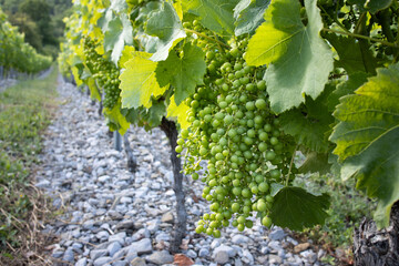 Close up of a young grapevines on its tree with its green leaves in French vineyard during bearing...