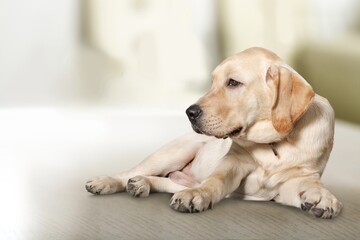 Cute young domestic happy dog