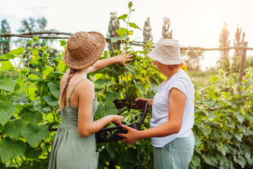 Women farmers picking cucumbers on summer farm. Mother and adult daughter harvesting vegetables and put in crate