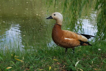 duck on the lake