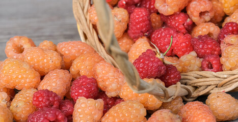 wicker basket and scattered ripe juicy red and yellow raspberries on a wooden table