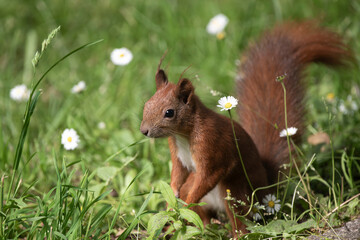 Squirrel in the meadow in flowers