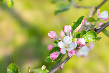 Blossoming branch of an apple tree with a close-up of a white-pink flower on a blurred green background.
