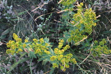 A close up of a plant