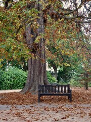 West London Leafy Autumnal Park with Bench 