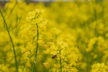 Obraz premium Flying bee to rapeseed flowers. Farmland in the countryside
