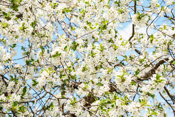 Blooming apple tree against the sky