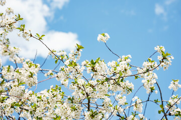 Blooming apple tree against the sky