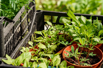Small seedlings in separate pots are waiting for transplanting in the ground