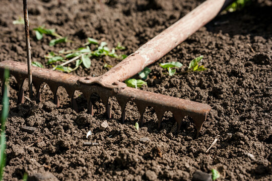 The rake lies on loose fertile soil
