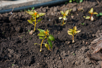 Hands planting a flowers on plantation field soil