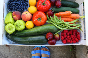 Crate of fresh fruit and vegetable, picked from the garden, and feet in blue sandals. Summer in the garden cocnept. Top view, unrecognizable person.