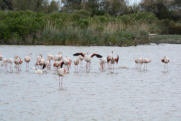 flamand rose - Camargue - France