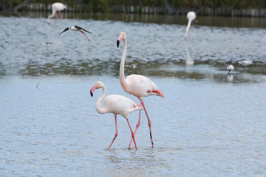 flamand rose - Camargue - France