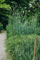 Young wheat plants growing on the soil, Amazingly beautiful  green wheat grass  in Brera botanical garden, part of the Academy complex, Milan city center, Italy