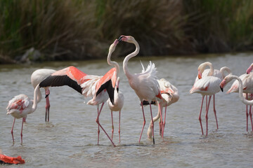 flamand rose - Camargue - France