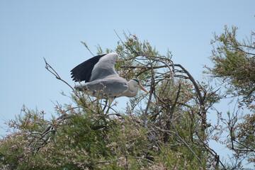 héron cendré - Camargue - France