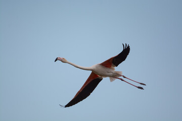 flamand rose - Camargue - France