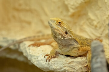 A Bearded dragon closeup in a terrarium in Jena