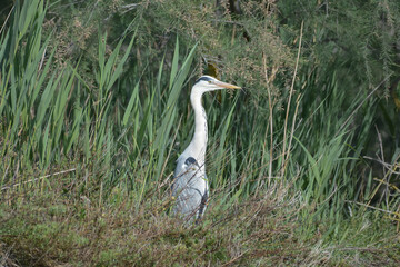 héron cendré - Camargue - France