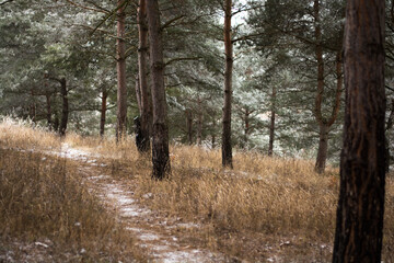 pine forest path between trees in winter
