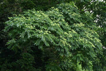 Japanese prickly ash ( Zanthoxylum ailanthoides ) tree. Rutaceae Dioecious deciduous tree. There are sharp thorns on the branches, and swallowtail butterflies come to suck the sap.