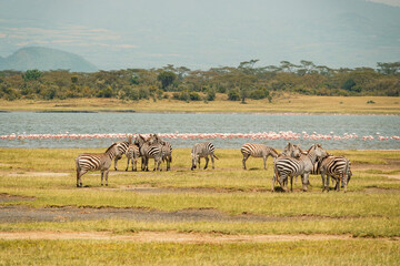 Fototapeta na wymiar A herd of zebras grazing in the wild amidst flamingos at Lake Elementaita against the background of Sleeping warrior hill in Soysambu Conservancy, Kenya