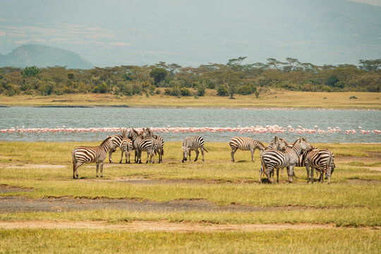 A herd of zebras grazing in the wild amidst flamingos at Lake Elementaita against the background of Sleeping warrior hill in Soysambu Conservancy, Kenya