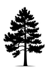 Conifer tree silhouette isolated on white background. vector illustration