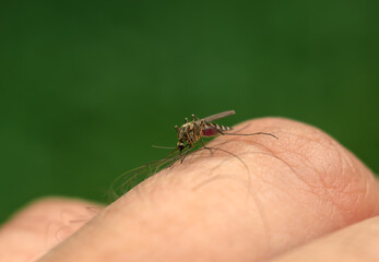 A mosquito sucks blood from a finger.The mosquito is the distributor of West Nile fever. Infection...