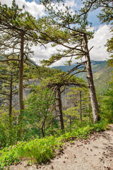 Pine trees on the slope in coniferous mountain forest with steep cliffs