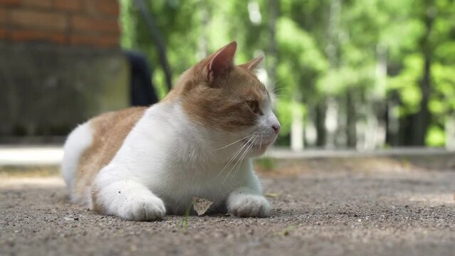white and red street cat is lying on the ground and resting