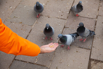 Man feeding pigeons with wheat feeds stray birds in the park. Gray feathered pigeon family eating bait. Curious looking pigeons watch on their nails. © ogsolmaz